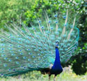 Honolulu Zoo